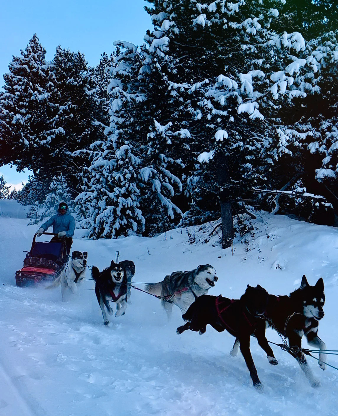 Dog-sled work in winter conditions