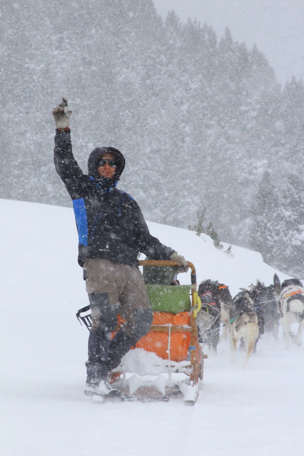 Dog-sled work in winter conditions