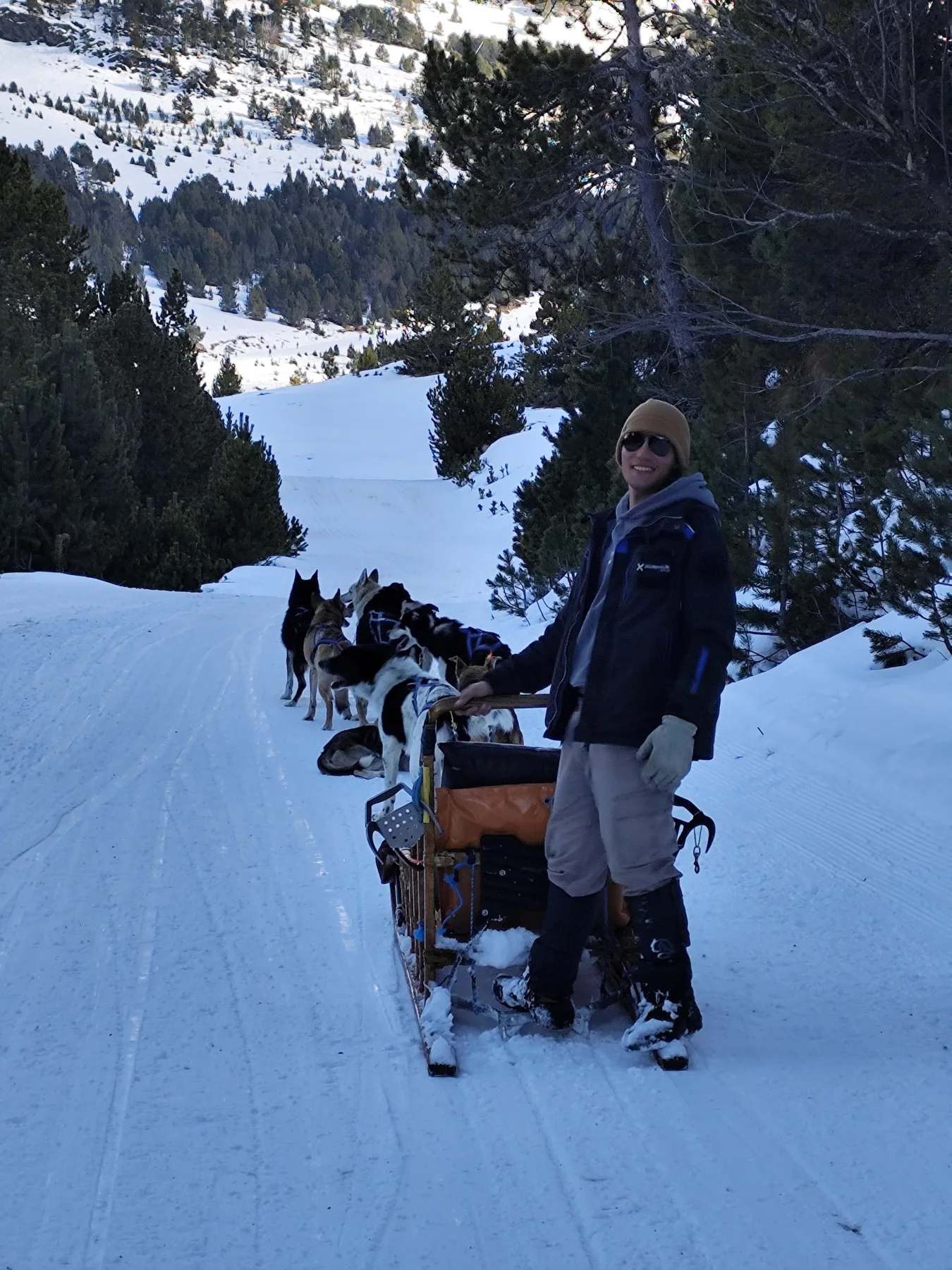 Dog-sled work in winter conditions