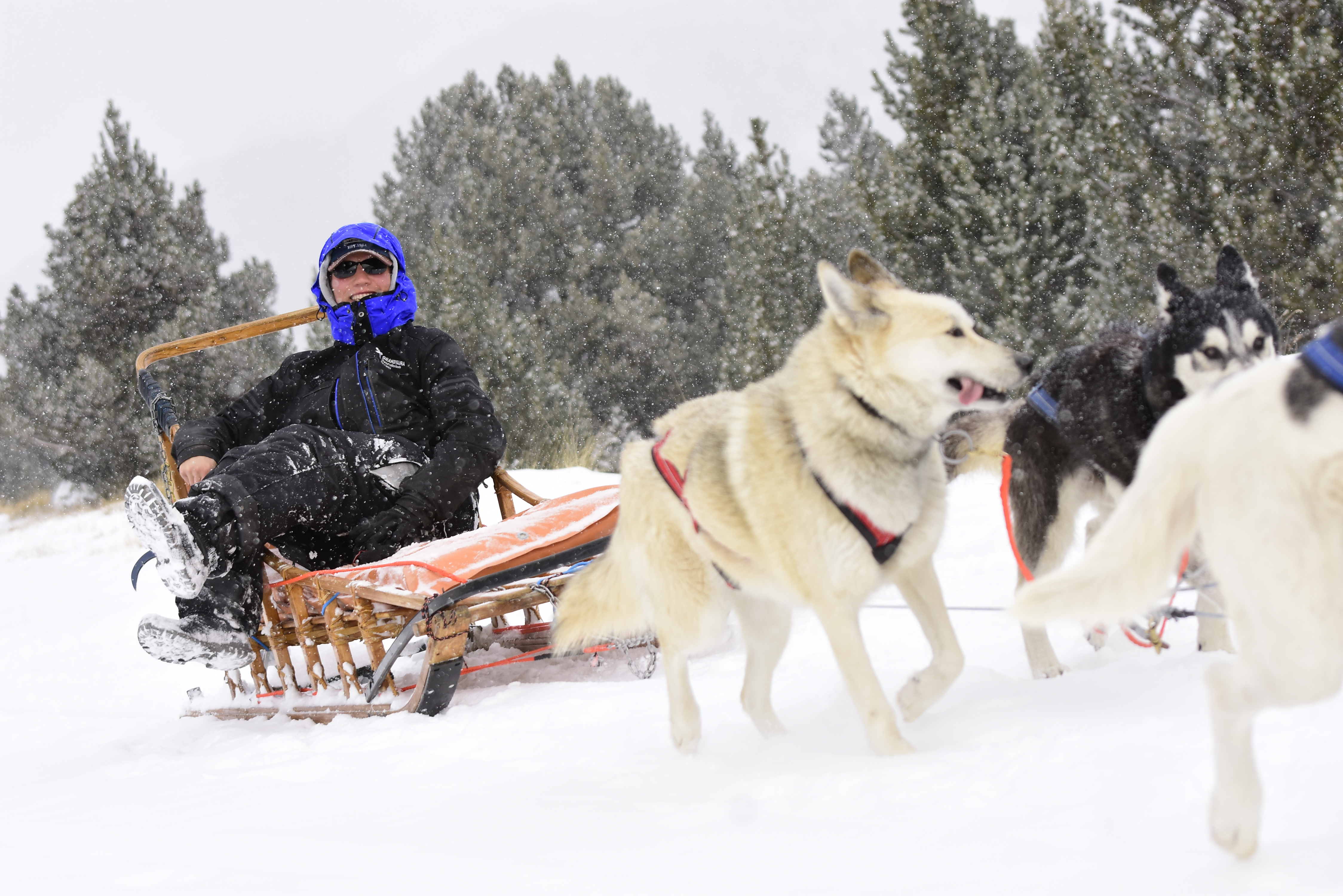 Mushing